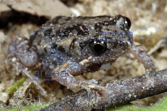  : Stonemason Toadlet