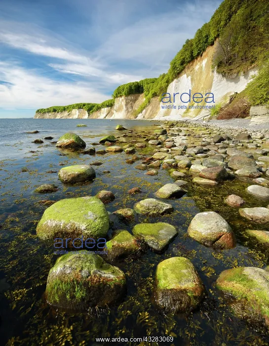 : Stones with algae on the shore of the Baltic Sea : Stones with algae on the shore of the Baltic Sea