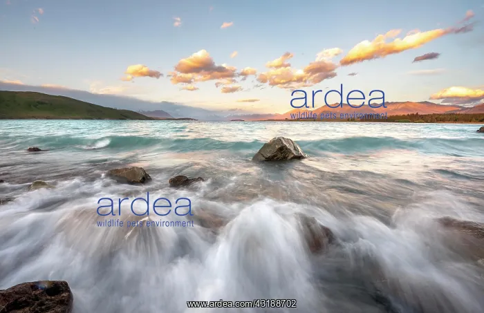 : Stones on shore, lake with sunset swell, long time : Stones on shore, lake with sunset swell, long time
