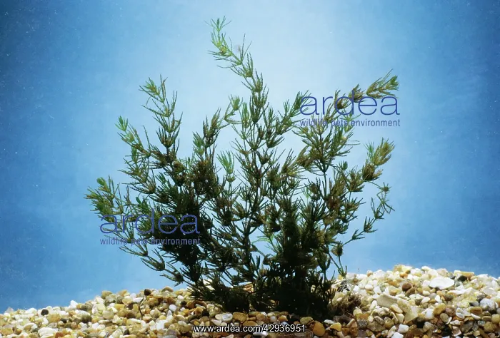  : STONEWORT (Chara vulgaris)