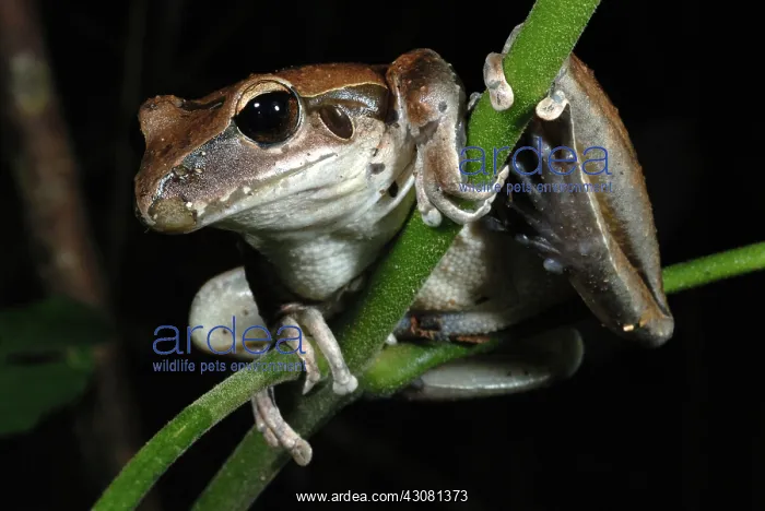 : Stoney Creek Frog : Stoney Creek Frog