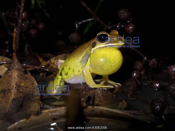 : Stoney Creek Frog : Stoney Creek Frog