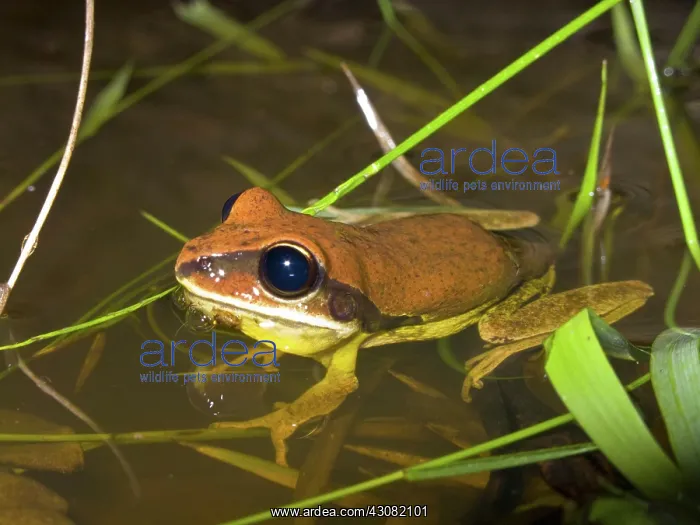 : Stoney Creek Frog : Stoney Creek Frog