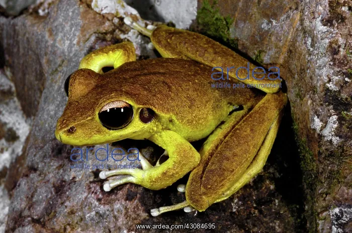  : Stoney Creek Frog (Litoria lesueurii)
