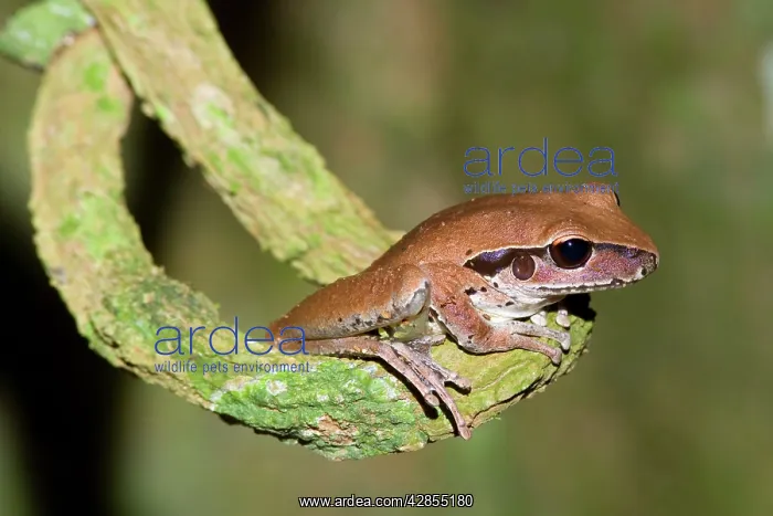 : Stoney Creek Frog - side view of an adult sitting : Stoney Creek Frog - side view of an adult sitting
