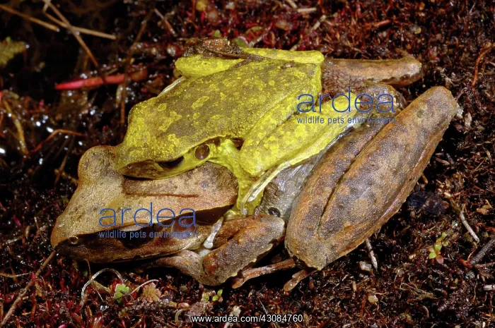 : Stoney Creek Frogs in amplexus : Stoney Creek Frogs in amplexus