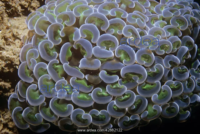 : Stony Coral : Stony Coral