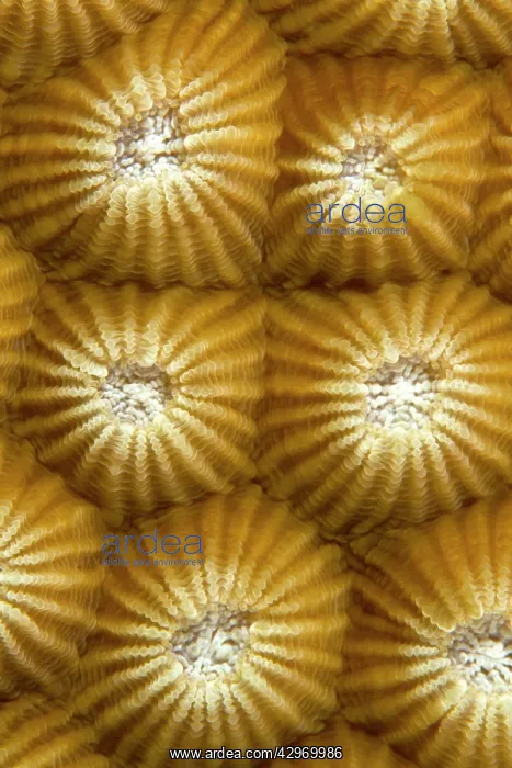 : Stony Coral : Stony Coral