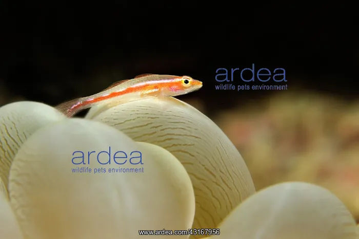 : Stony Coral Goby : Stony Coral Goby