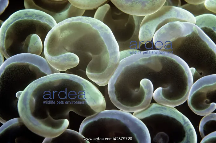 : Stony Coral - hard coral polyps : Stony Coral - hard coral polyps