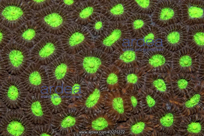 : Detail of stony coral with indented polyps (Favia : Detail of stony coral with indented polyps (Favia