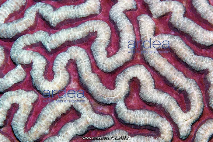 : Stony coral (Symphyllia agaricia), with indented : Stony coral (Symphyllia agaricia), with indented