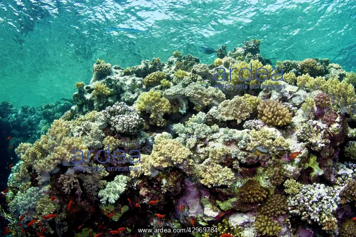 : Stony Corals - Branching Anemone : Stony Corals - Branching Anemone