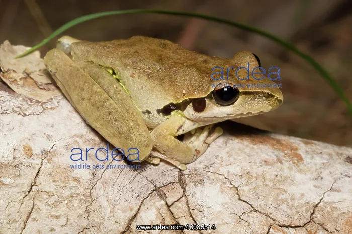 : Stony Creek Frog : Stony Creek Frog
