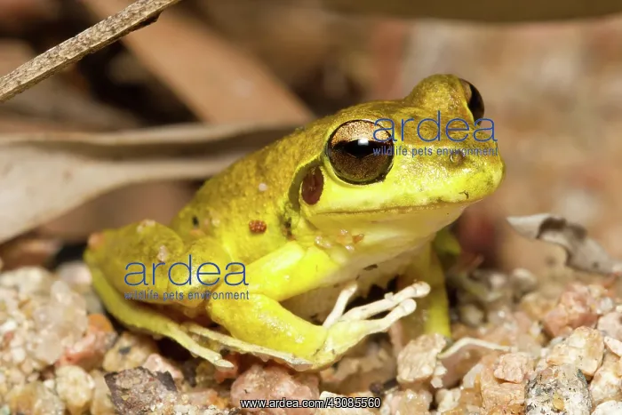 : Stony Creek Frog : Stony Creek Frog