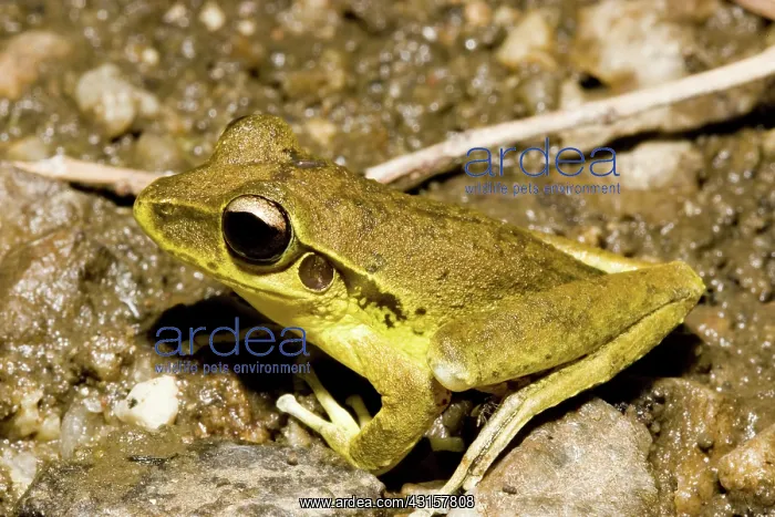 : Stony creek frog : Stony creek frog