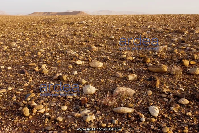  : Stony desert or Hamada west of Ouazarzade on the