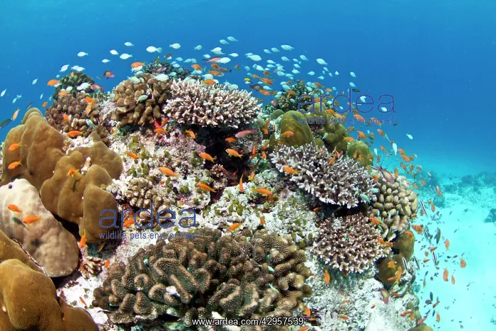 : Stony and Lobe Corals (Porites lobe) : Stony and Lobe Corals (Porites lobe)