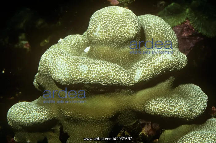 : Stony / Lobed / Brain Coral : Stony / Lobed / Brain Coral