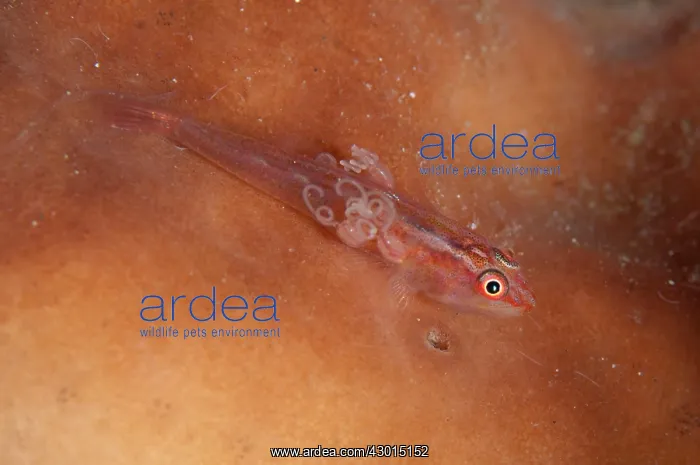  : Stonycoral Ghostgoby with Copepod parasite with egg cases
