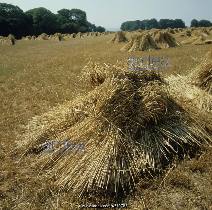 : Stooks of thatching straw : Stooks of thatching straw