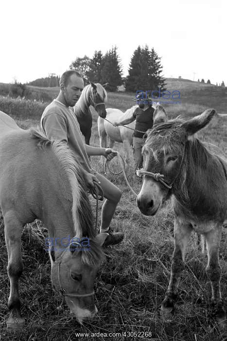 : Stop at the transhumance to do eat horses France : Stop at the transhumance to do eat horses France