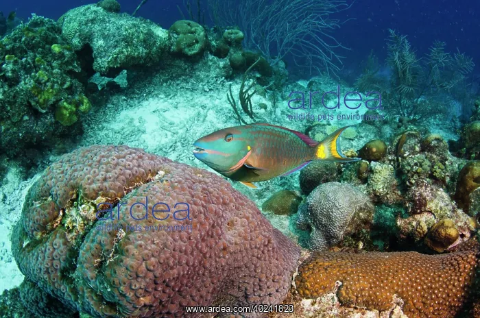 : Stoplight Parrotfish (Sparisoma viride) : Stoplight Parrotfish (Sparisoma viride)