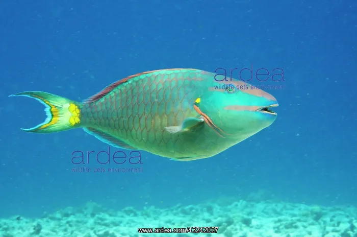 : Stoplight Parrotfish (Sparisoma viride) : Stoplight Parrotfish (Sparisoma viride)