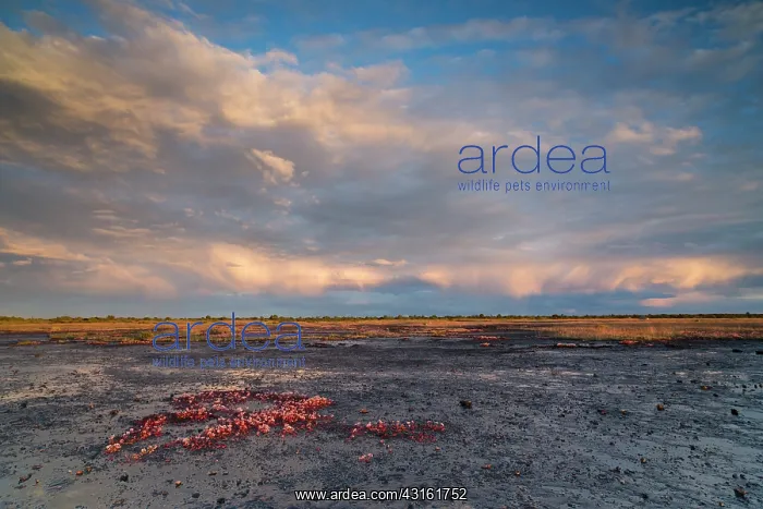 : Stora Alvaret under a raincloud during sunset : Stora Alvaret under a raincloud during sunset