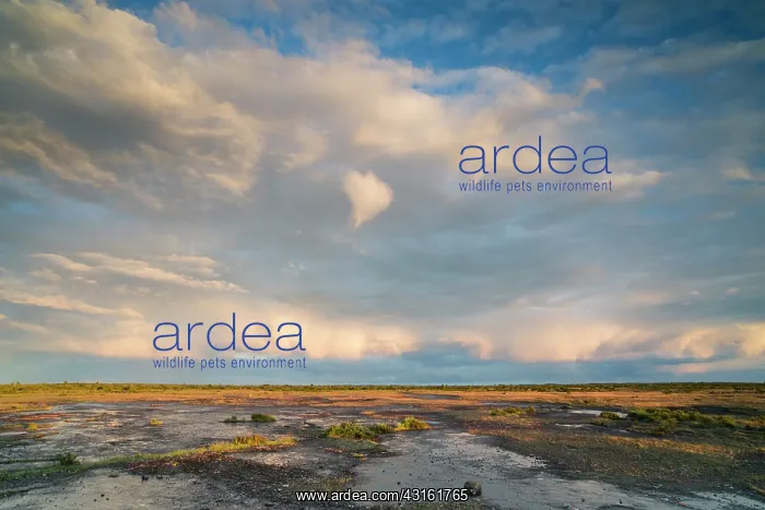 : Stora Alvaret under a raincloud during sunset : Stora Alvaret under a raincloud during sunset