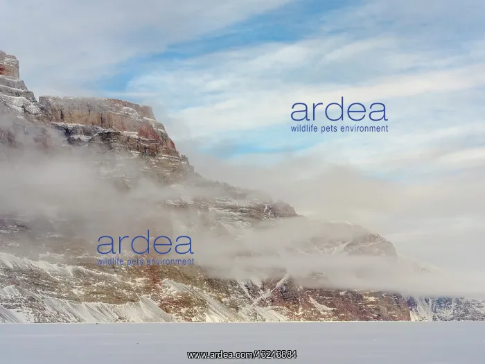 : Storen Island, frozen into the sea ice of the Uummannaq : Storen Island, frozen into the sea ice of the Uummannaq
