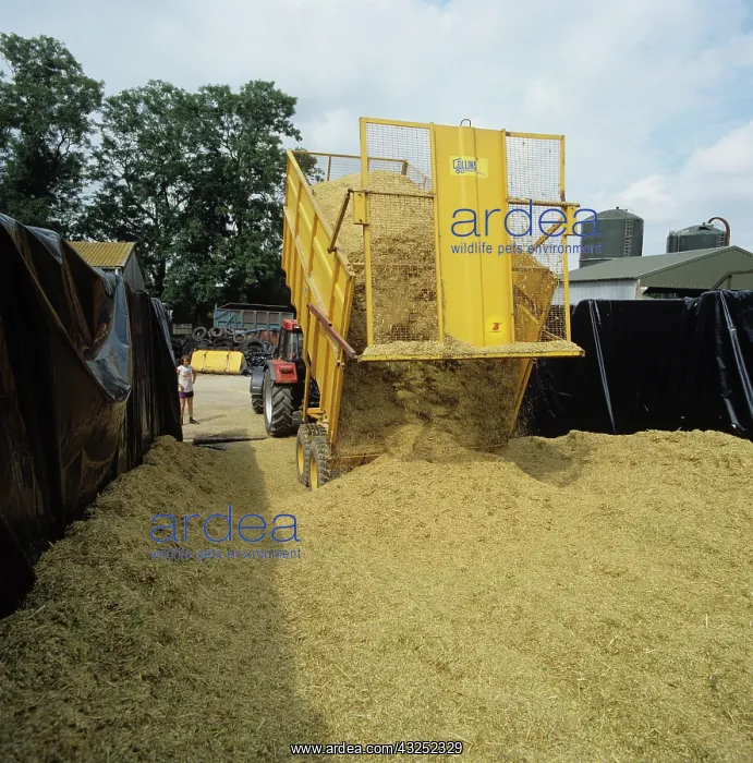 : Storing wheat silage : Storing wheat silage