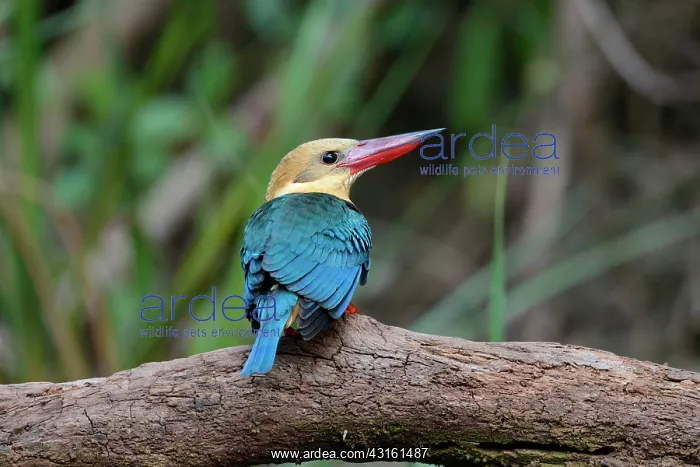 : Stork-billed Kingfisher : Stork-billed Kingfisher