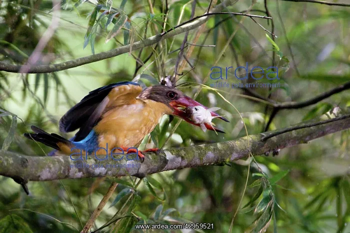: Stork-billed Kingfisher - with fish in mouth : Stork-billed Kingfisher - with fish in mouth
