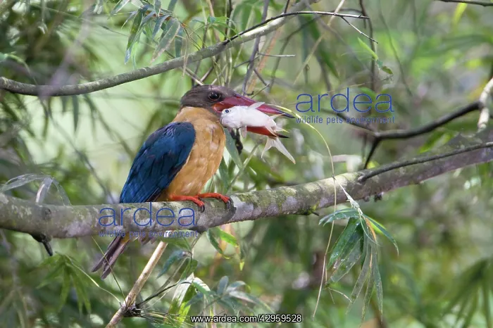: Stork-billed Kingfisher - with fish in mouth : Stork-billed Kingfisher - with fish in mouth