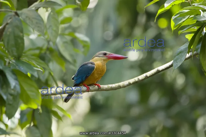 : Stork-billed Kingfisher Pelargopsis capensis Singapore : Stork-billed Kingfisher Pelargopsis capensis Singapore