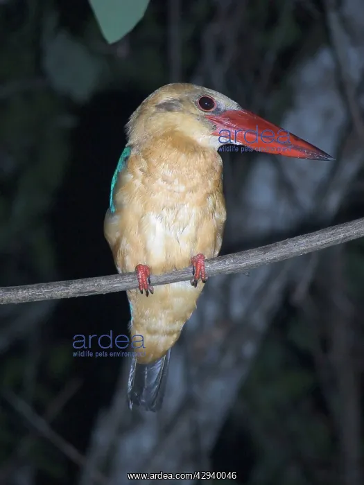 : Stork-billed Kingfisher - on perch : Stork-billed Kingfisher - on perch