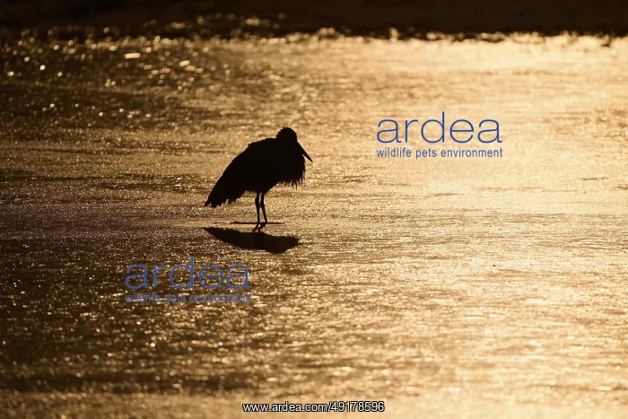  : Stork (Ciconia ciconia), standing on ice at dawn