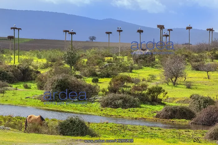 : Stork City - a pasture with grazing horses and a : Stork City - a pasture with grazing horses and a