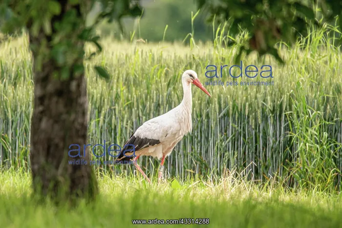 : Stork, Field : Stork, Field