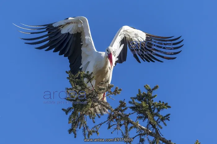 : A stork with wide-spread wings landing on a tree : A stork with wide-spread wings landing on a tree