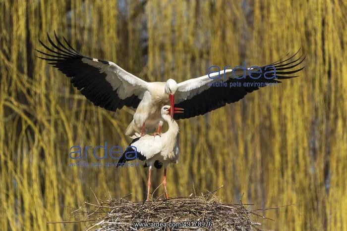 : Two storks interacting on a nest with outstretched wings : Two storks interacting on a nest with outstretched wings