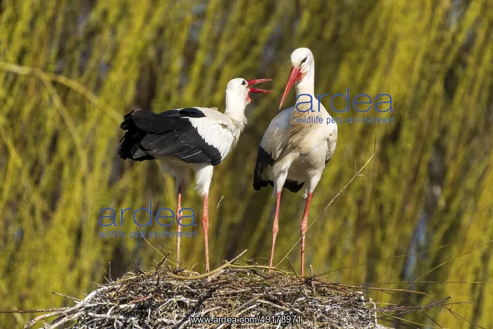 : Two storks standing in the nest : Two storks standing in the nest