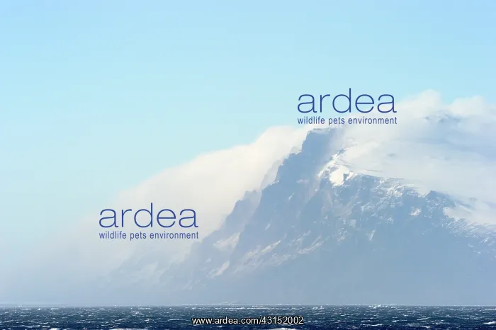 : Storm blowing over Cape Adare : Storm blowing over Cape Adare