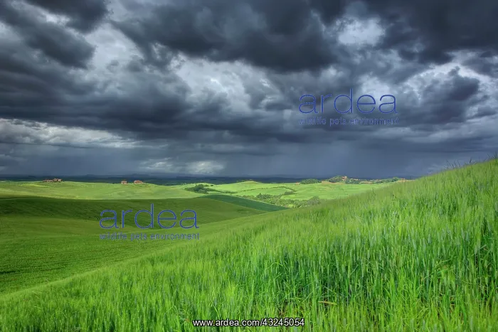 : Storm clouds over agricultural wheat field : Storm clouds over agricultural wheat field