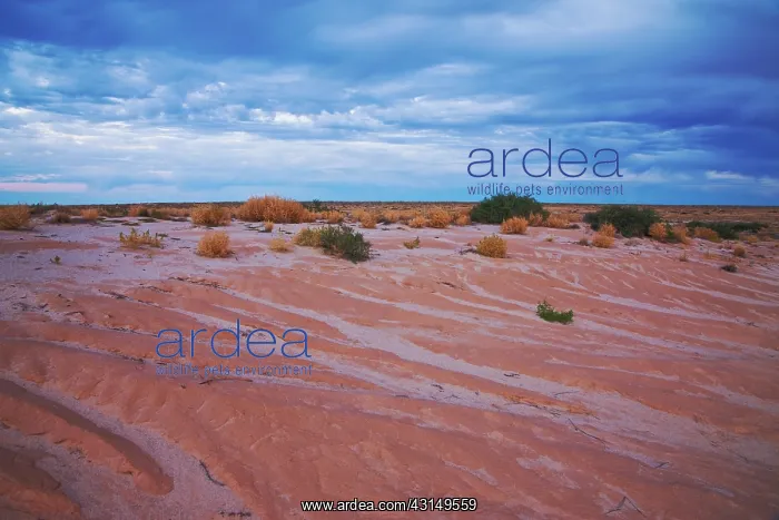 : Storm clouds over desert around Lake Eyre : Storm clouds over desert around Lake Eyre