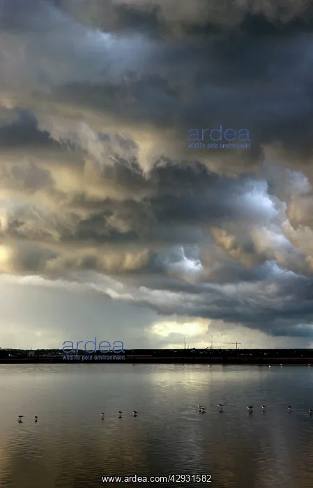 : Storm CLOUDS - evening sky over : Storm CLOUDS - evening sky over