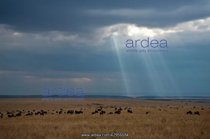  : Storm clouds over the Maasai Mara - Kenya