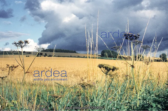 : STORM OVER CORNFIELD : STORM OVER CORNFIELD
