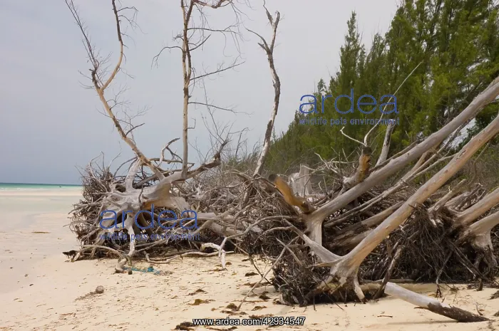 : Storm Debris - Dead trees swept onto beach by Hurricane : Storm Debris - Dead trees swept onto beach by Hurricane